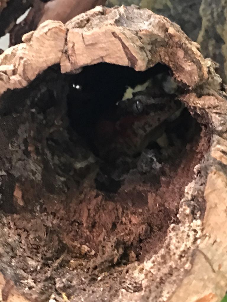 Gargoyle gekko mannetje met terrarium, Autres espèces, Avec terrarium, 0 à 2 ans