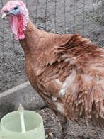 Jonge kalkoen, Kalkoen