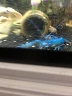 Jonge kreeftjes , enkele weken oud