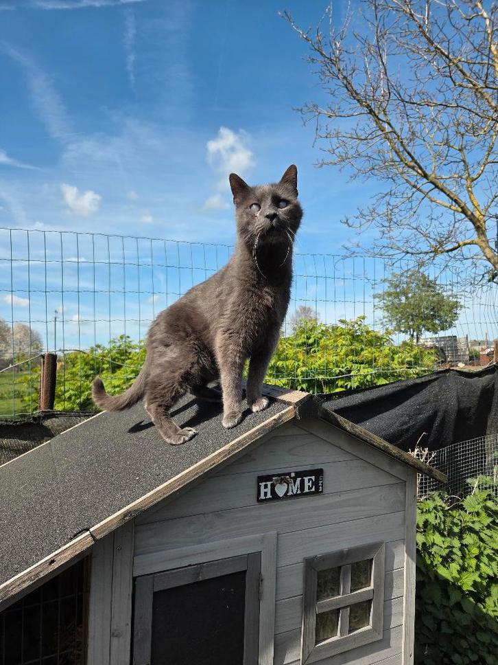 Konijnenhok, Dieren en Toebehoren, Knaagdieren en Konijnen | Hokken en Kooien, Gebruikt, Hok, 90 cm of meer, 110 cm of meer, Cavia