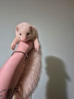 Super knap silver fretten moertje, Août, Femelle