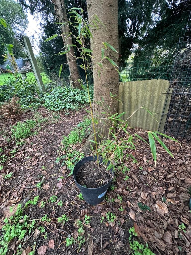 Bambou, Jardin & Terrasse, Enlèvement