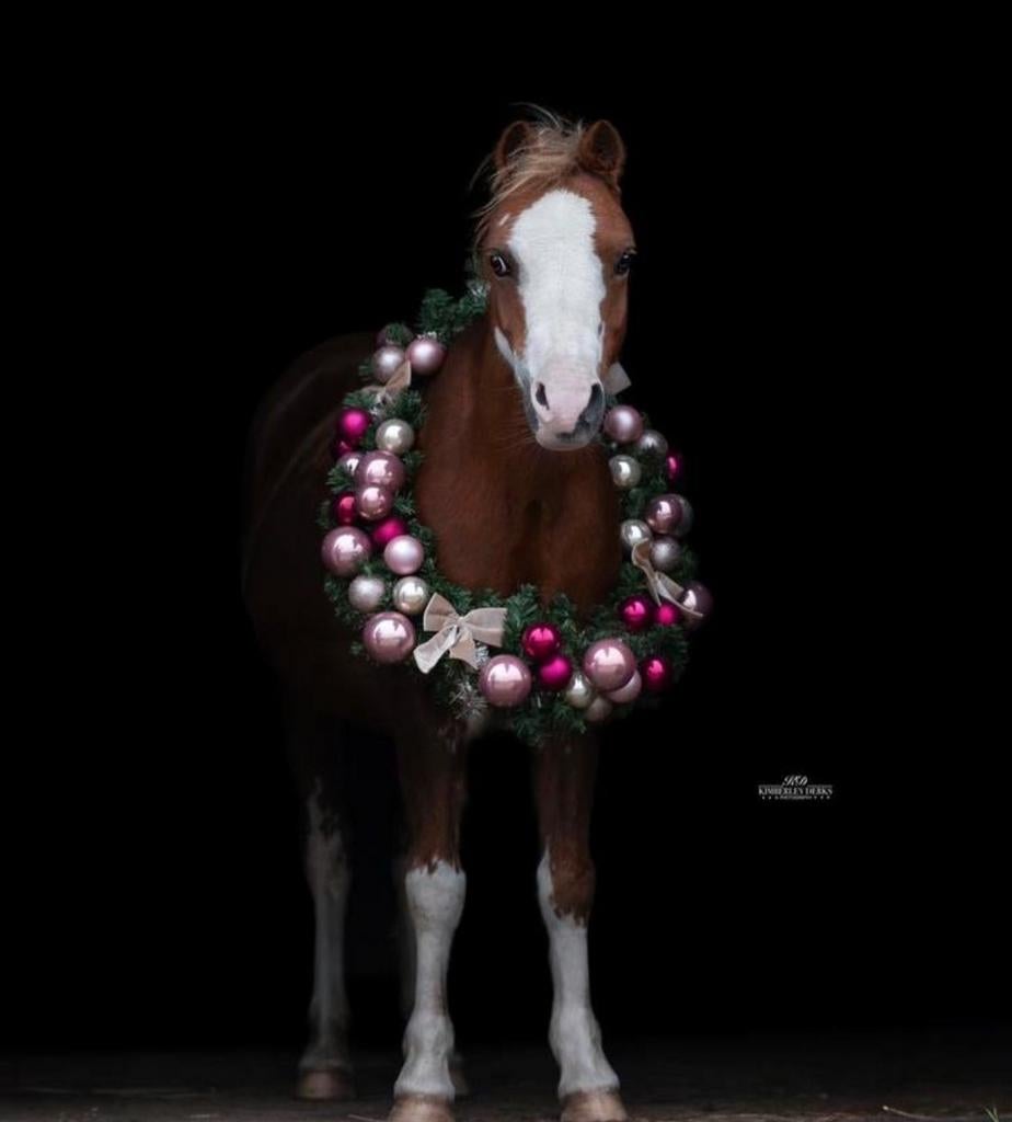 Geweldige Knappe merrie, Dieren en Toebehoren, Pony's, Merrie