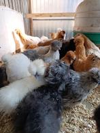 zijdehoenders & andere rassen 5+1 gratis 0499/082381, Dieren en Toebehoren, Pluimvee, Vrouwelijk, Kip