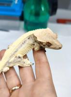 Wimpergekko frappuccino man, Dieren en Toebehoren