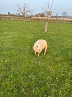 Jong ooitje van juni 2025 te koop, Femelle, Mouton, 0 à 2 ans