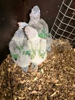 Pyrrhura Molinae (bébé), Animaux & Accessoires, Sexe inconnu, Perroquet, Parleur