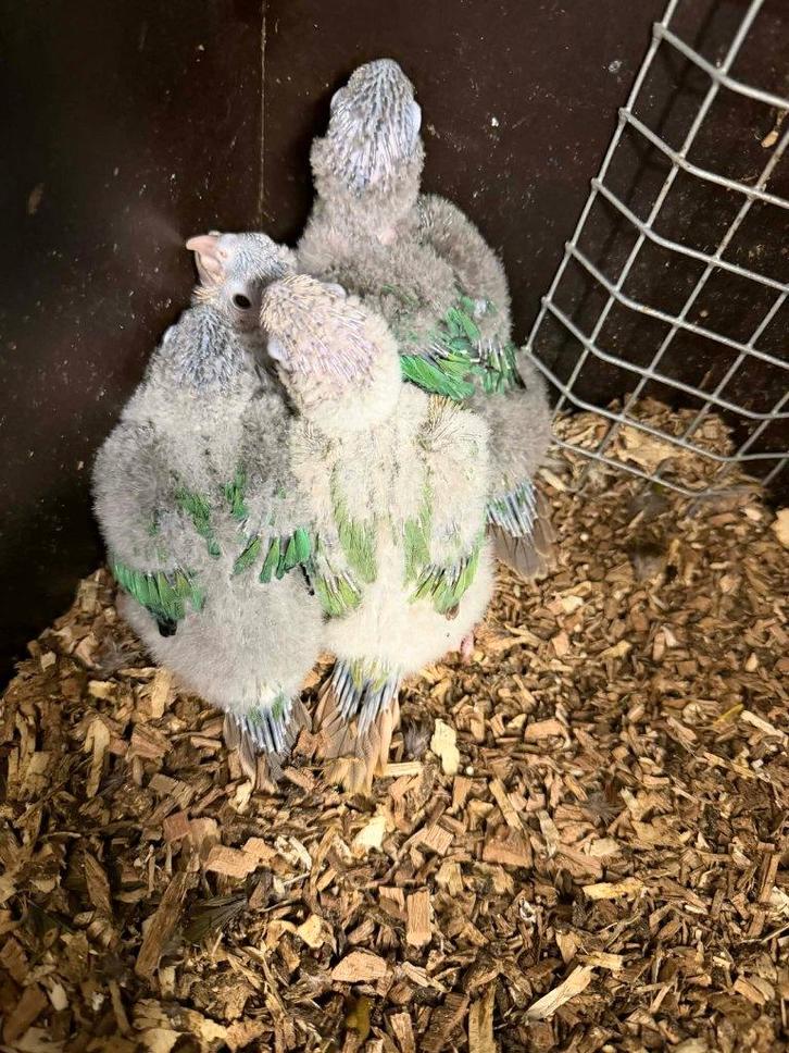 Pyrrhura Molinae (bébé), Animaux & Accessoires, Oiseaux | Perruches & Perroquets, Perroquet, Sexe inconnu, Parleur, Domestique