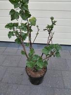 Lavatera Rosea, Jardin & Terrasse, Plantes | Arbustes & Haies, Enlèvement