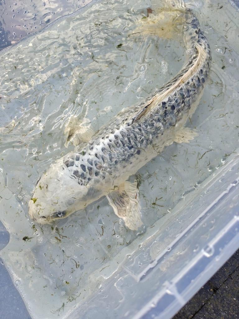 Koi, Dieren en Toebehoren, Karper of Koi