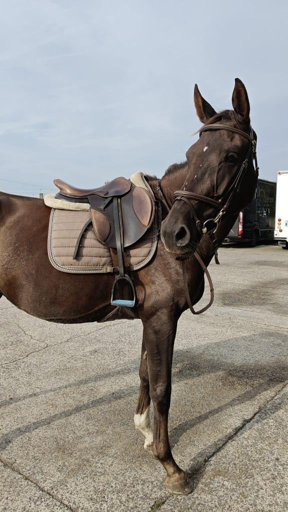 Bijrijder gezocht- regio Gottem (Deinze), Dieren en Toebehoren, Paarden, Merrie