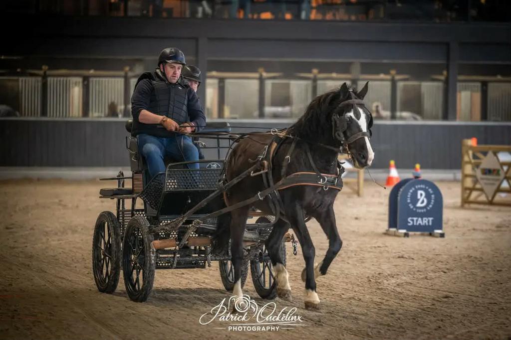 Prachtige zwarte Allround men- en rijpaard merrie, Dieren en Toebehoren, Pony's, Merrie