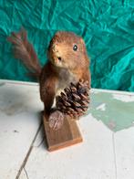 Opgezette eekhoorn taxidermie, Ophalen of Verzenden, Zo goed als nieuw