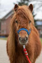 Teuntje - grote maats ruin, Dieren en Toebehoren, Pony's, Ruin, A pony (tot 1.17m), Met stamboom, 0 tot 2 jaar