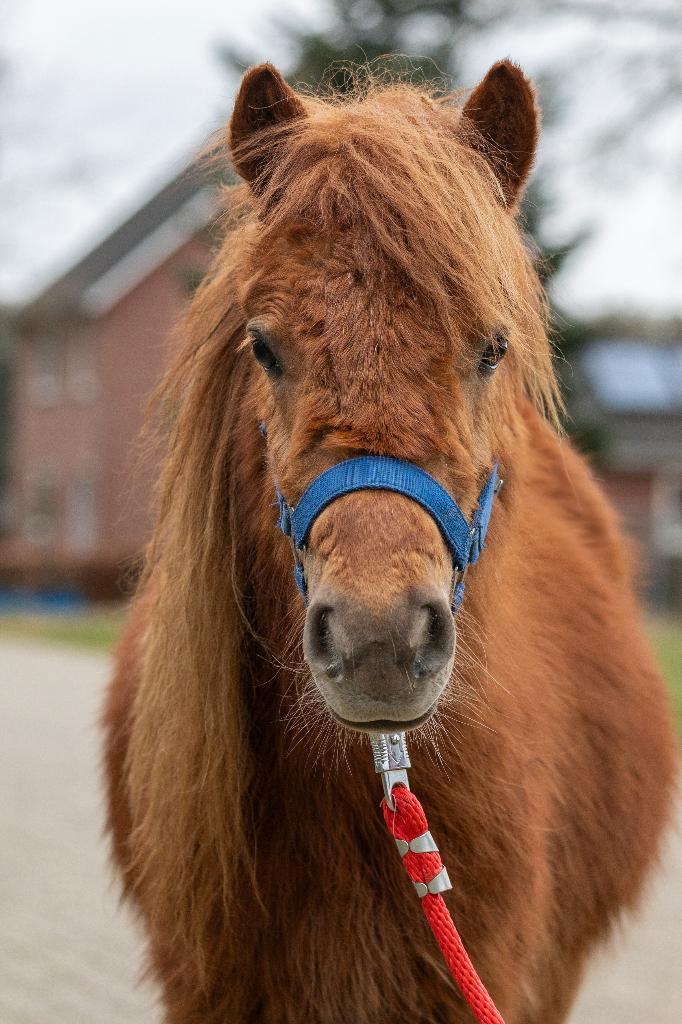 Teuntje - grote maats ruin, Animaux & Accessoires, Poneys, Hongre, Poney A (jusqu'à 1.17 m), 0 à 2 ans, Avec pedigree, Avec puce électronique