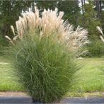 Kluiten Prachtriet (Miscanthus sinensis 'Gracillimus' ), Automne, Enlèvement, Graminées ornementales, Plante fixe