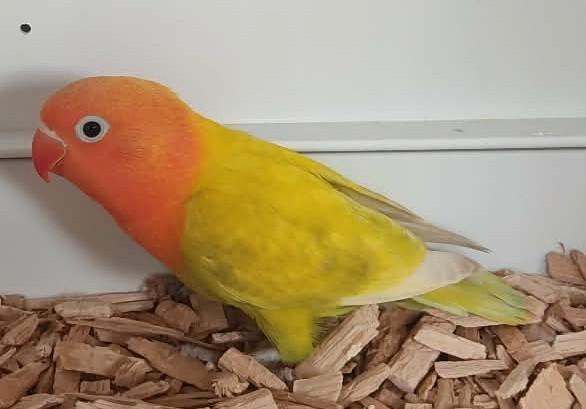 Fischerie Man (DNA attest), Animaux & Accessoires, Oiseaux | Perruches & Perroquets, Perroquet nain ou Inséparable, Mâle, Bagué