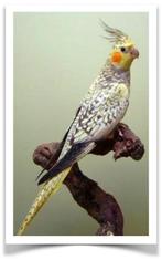 Nous recherchons des calopsittes pour bébés à élever à la ma, Animaux & Accessoires, Bagué