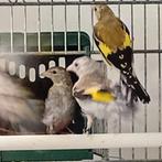 Chardonneret major mutation, Animaux & Accessoires