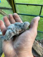 Agapornis Fischeri of Rozekopje Agapornis, Dieren en Toebehoren, Vogels | Parkieten en Papegaaien