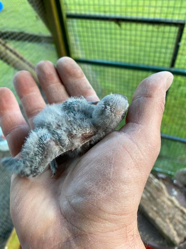 Agapornis Fischeri of Rozekopje Agapornis, Dieren en Toebehoren, Vogels | Parkieten en Papegaaien