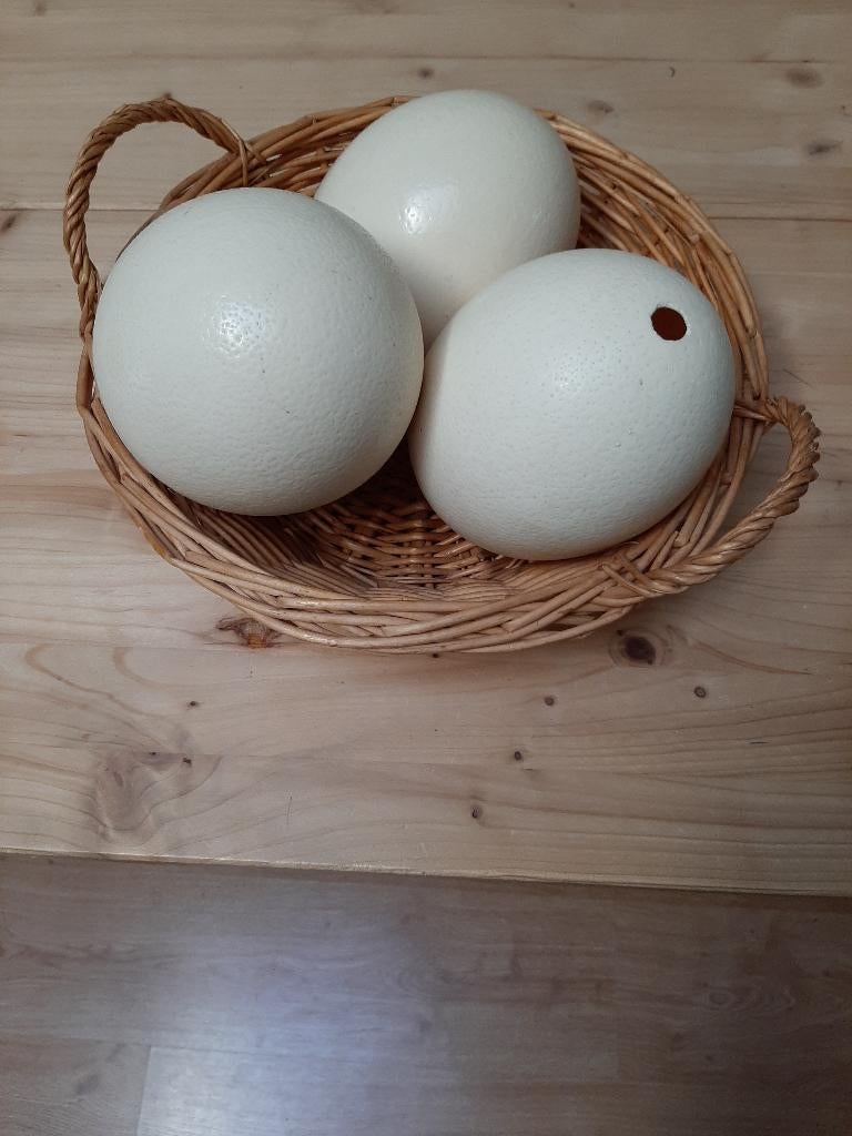 struisvogelei, Ophalen, Nieuw