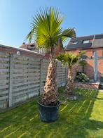 Palmbomen washingtonia, 250 tot 400 cm, Zomer, Palmboom, Ophalen