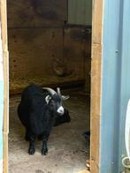 Gecastreerde bok zoek nieuw, Dieren en Toebehoren, Schapen, Geiten en Varkens