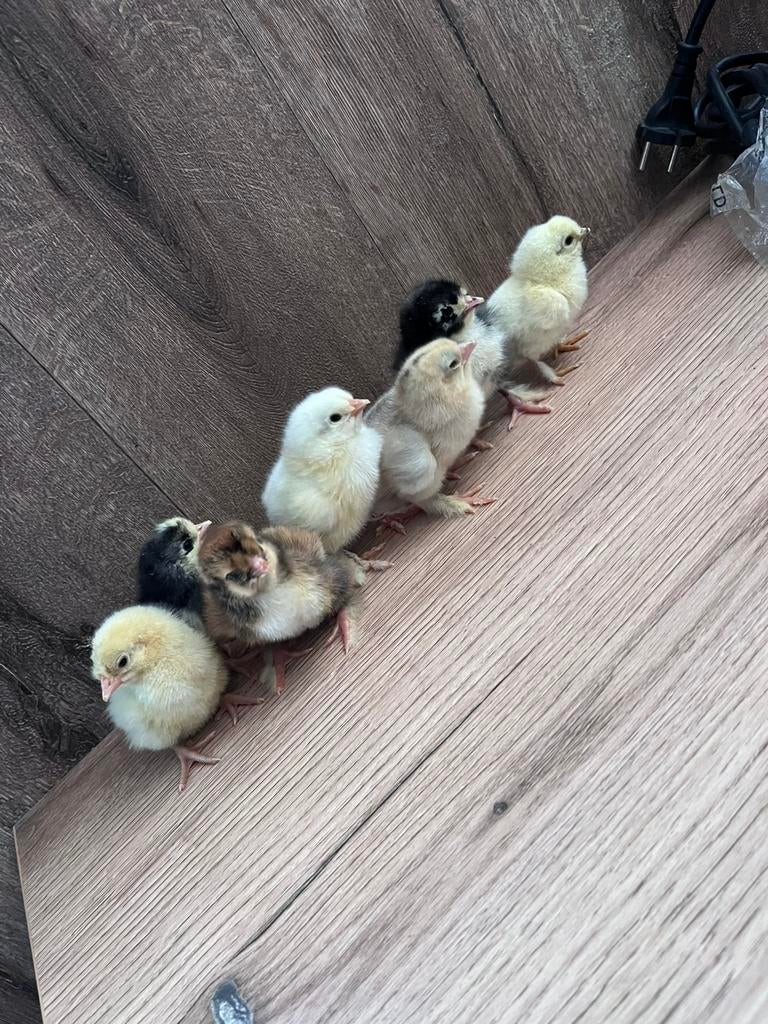 Eendagskuikens, Animaux & Accessoires, Volatiles