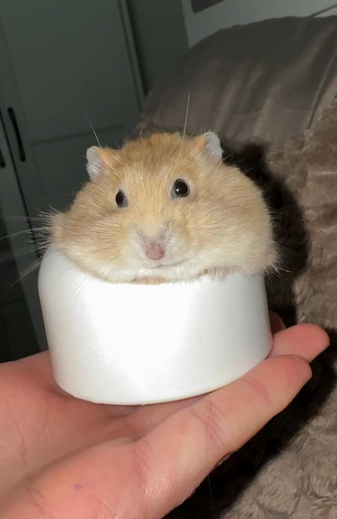 Russische dwerghamster, Dieren en Toebehoren, Knaagdieren, Hamster, Maart, Geslacht onbekend, Tam