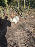 grande volaille - Brahma, Plusieurs animaux