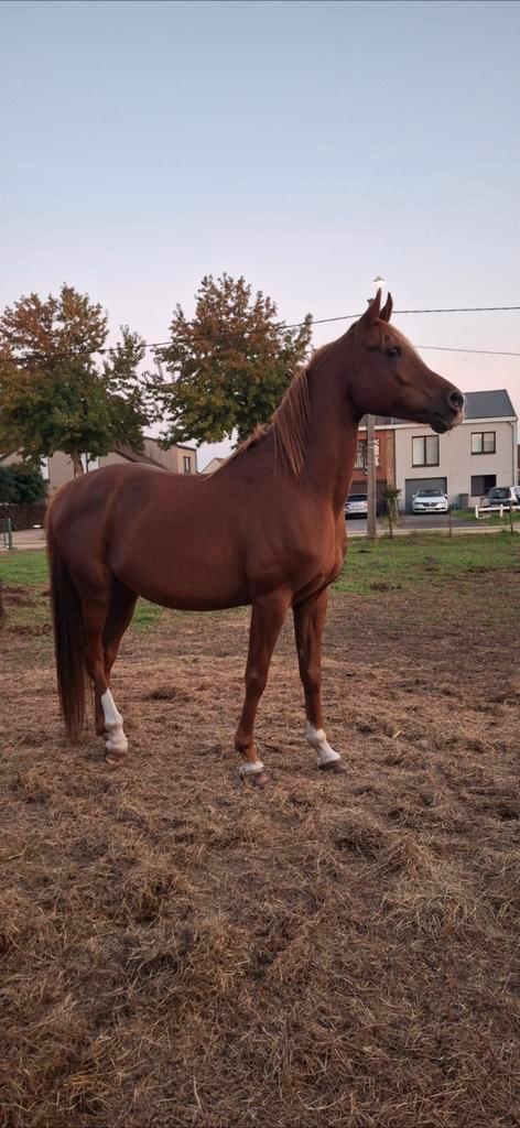 Arabische volbloed ruin, Animaux & Accessoires, Chevaux, Hongre