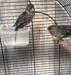 Koppel kanarie mozaiek groen GRATIS afhalen, Dieren en Toebehoren, Vogels | Kanaries, Meerdere dieren, Kleurkanarie