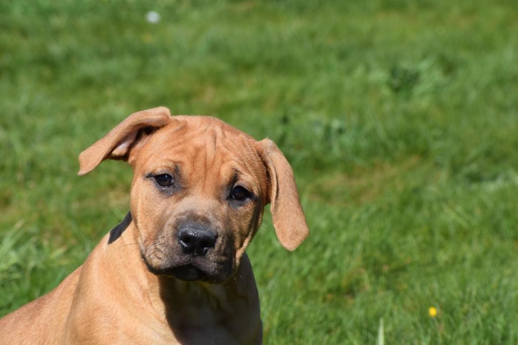 Amerikaanse Bully pups, Dieren en Toebehoren, Honden | Bulldogs, Pinschers en Molossers, Meerdere dieren, Bulldog, Fokker | Professioneel