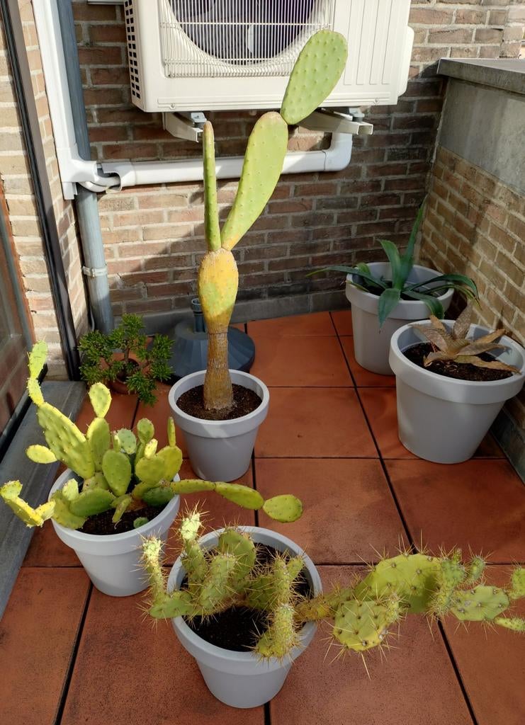 Plantes du Sud, Jardin & Terrasse, Plantes | Arbres fruitiers, Enlèvement