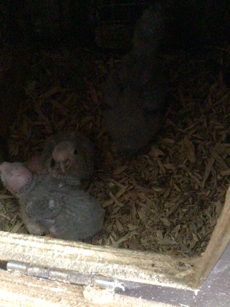 Pyrrhura molinae turquoise ou violette., Plusieurs animaux, Perruche, Domestique