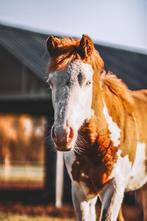 Unieke Quarter merrie 2025, Dieren en Toebehoren, Merrie