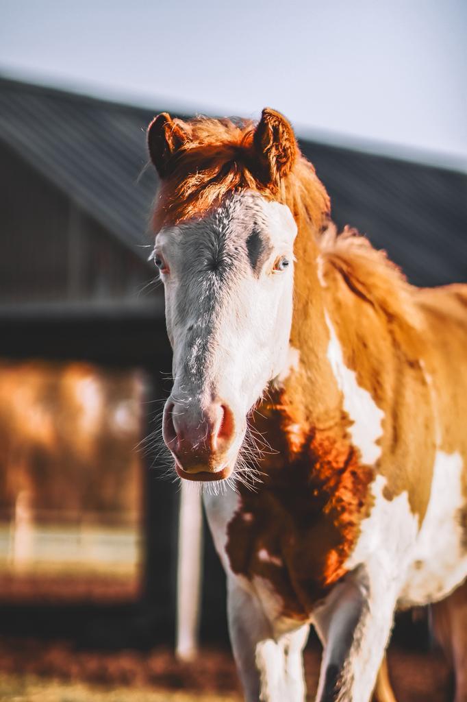 Unieke Quarter merrie 2025, Dieren en Toebehoren, Paarden, Merrie