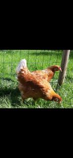 Leghennen, Poule ou poulet