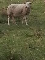 Brebis de 6 ans, Femelle, Mouton, 6 ans ou plus