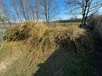 GRATUIT Grand lot de branches de saule fraîches, Enlèvement, Neuf