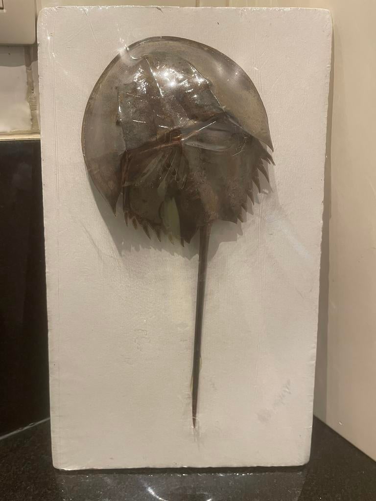 Degenkrab – uniek marien curiosa‑ en decoratiestuk, Verzamelen, Dierenverzamelingen, Ophalen of Verzenden
