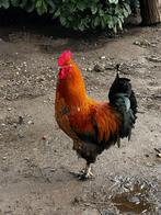 Zeer mooie haan niet voor het slachthuis, Dieren en Toebehoren, Pluimvee