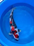 Koi, Karper of Koi