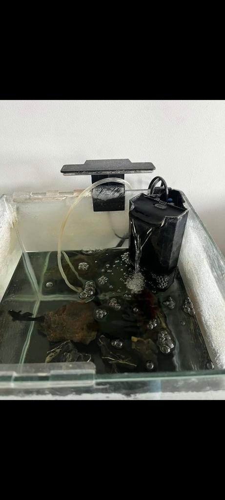 Aquarium, Animaux & Accessoires, Poissons | Aquariums & Accessoires, Enlèvement