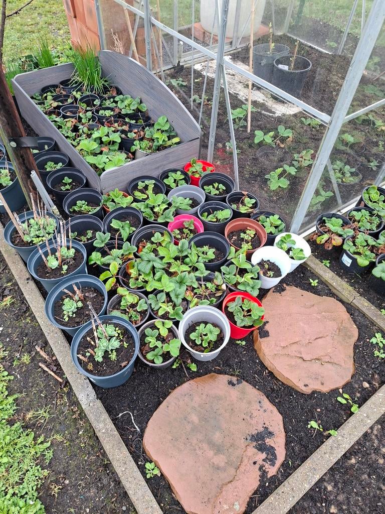 Aardbei planten doordragend in potten 16cm 50 cent/plant, Enlèvement