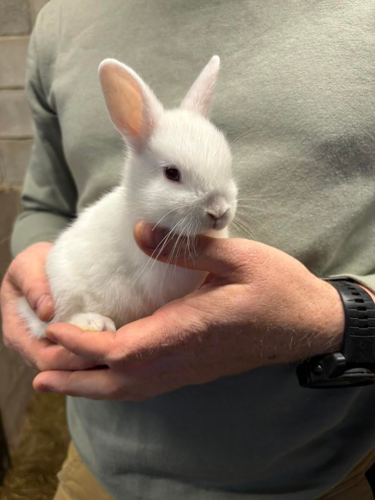 Dwergkonijnen te koop, Dieren en Toebehoren, Konijnen