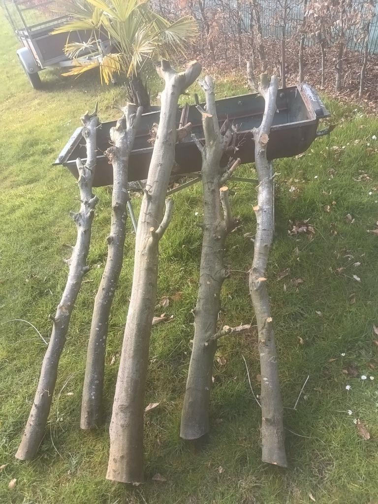 5 zwaren hardhout beuk stammen / brandhout, Tuin en Terras, Brandhout, Ophalen, Stammen