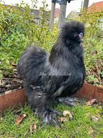 Zijdehoen zwart haantje van 09/25, Dieren en Toebehoren