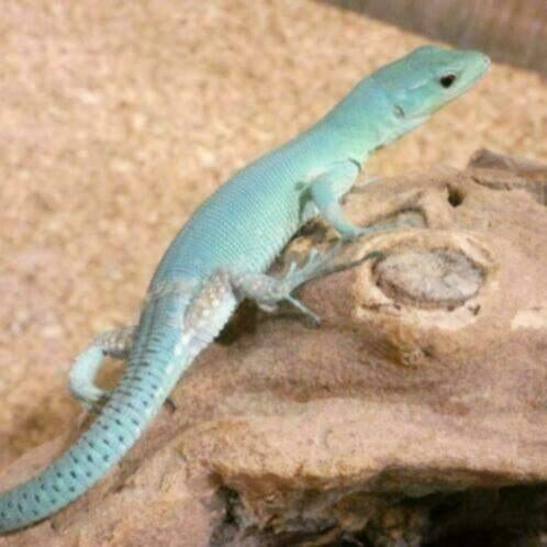 kweekkoppel gastropholis, Hagedis, 3 tot 6 jaar